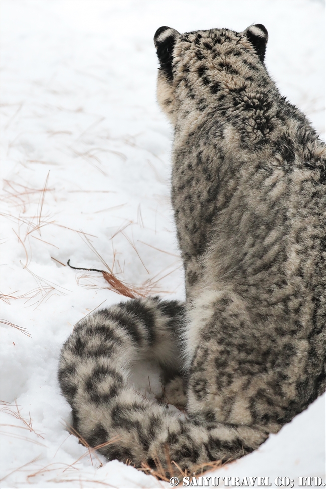 ユキヒョウのローリー　Snow Leopard Lolly Pakistan (19)