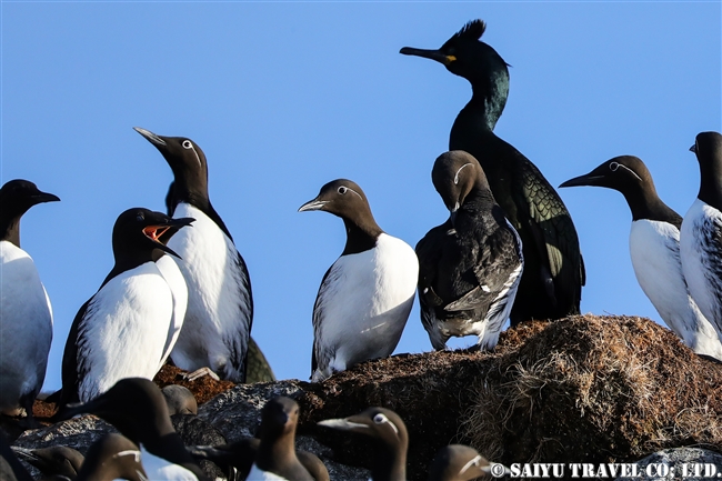 ウミガラス　Common Guillemot　Norway Vardo Hornoya (11)