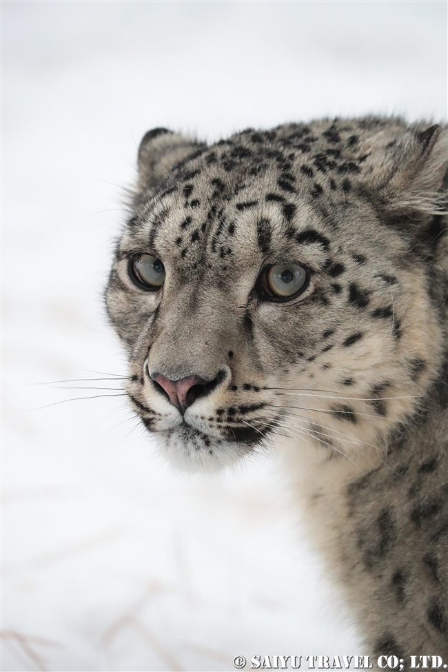 ユキヒョウのローリー　Snow Leopard Lolly Pakistan (18)