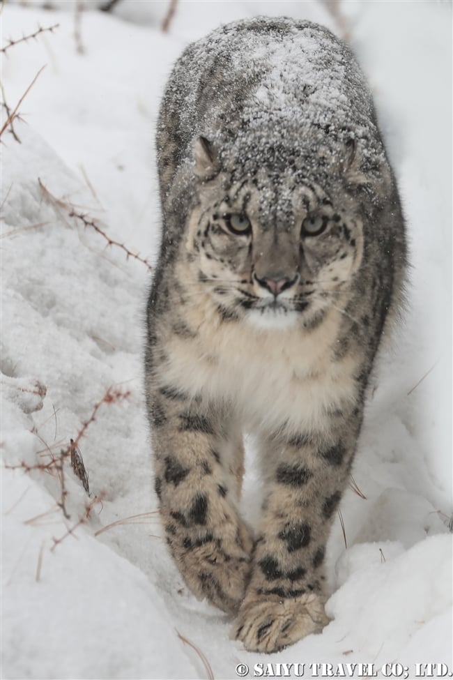 ユキヒョウのローリー　Snow Leopard Lolly Pakistan (26)