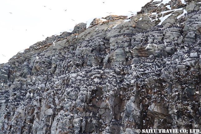 ウミガラス　Common Guillemot　Norway Vardo Hornoya (23)