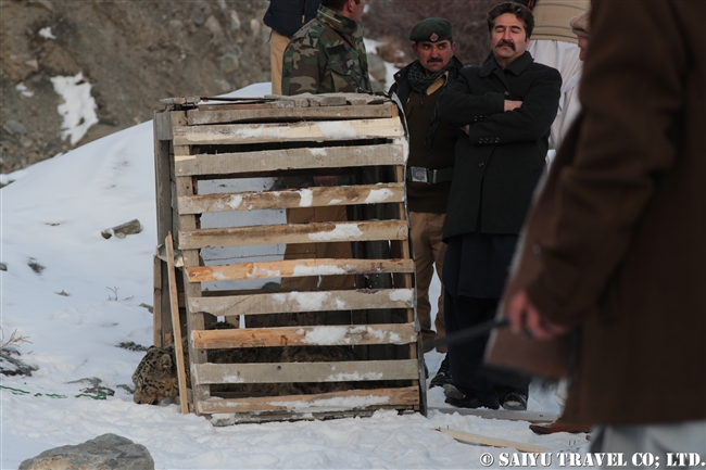 ミズガルのユキヒョウ　パキスタン　free a Snow Leopard from a cage Pakistan (2)