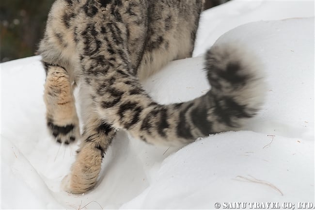 ユキヒョウのローリー　Snow Leopard Lolly Pakistan (22)