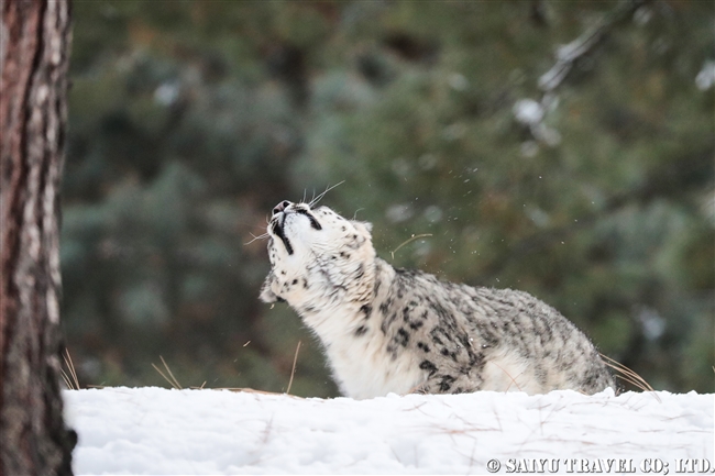 ユキヒョウのローリー　Snow Leopard Lolly Pakistan (6)