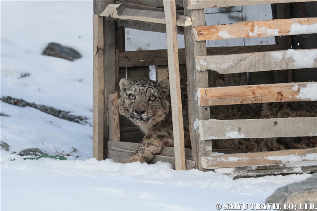 ミズガルのユキヒョウ　パキスタン　free a Snow Leopard from a cage Pakistan (4)