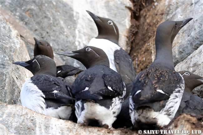 ウミガラス　Common Guillemot　Norway Vardo Hornoya (19)