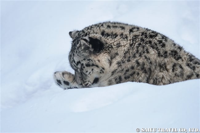 ユキヒョウのローリー　Snow Leopard Lolly Pakistan (48)