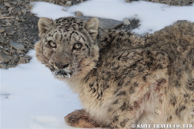 ミズガルのユキヒョウ　パキスタン　free a Snow Leopard from a cage Pakistan (11)