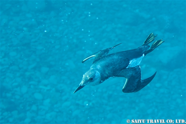 水中のウミガラス　Snorkeling with Guillemot (7)