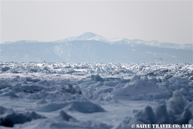 羅臼　流氷クルーズ　オオワシ　Rausu Drift Ice Cruise (18)