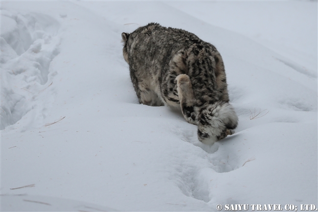 ユキヒョウのローリー　Snow Leopard Lolly Pakistan (14)