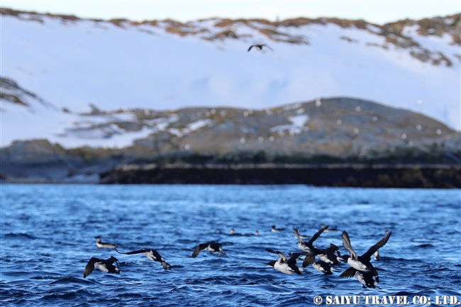 ウミガラス　Common Guillemot　Norway Vardo Hornoya (16)