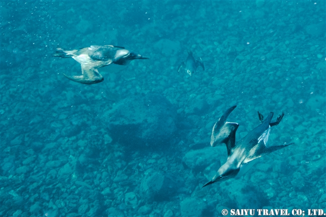 水中のウミガラス　Snorkeling with Guillemot (4)