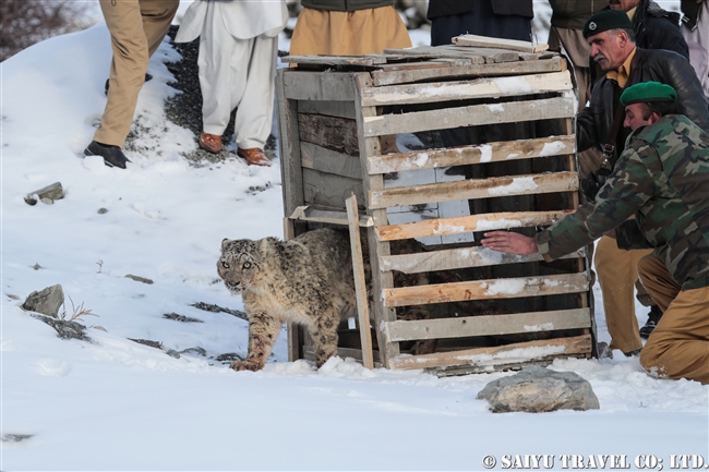 ミズガルのユキヒョウ　パキスタン　free a Snow Leopard from a cage Pakistan (6)