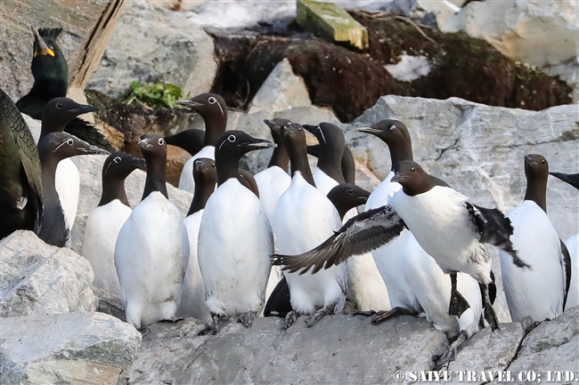 ウミガラス　Common Guillemot　Norway Vardo Hornoya (18)