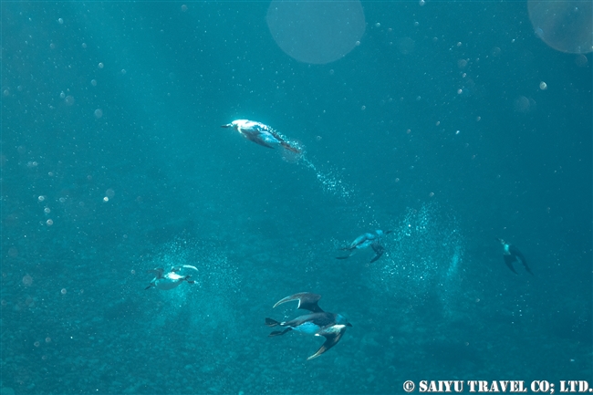 水中のウミガラス　Snorkeling with Guillemot (2)