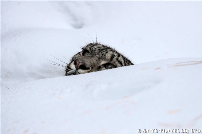 ユキヒョウのローリー　Snow Leopard Lolly Pakistan (2)