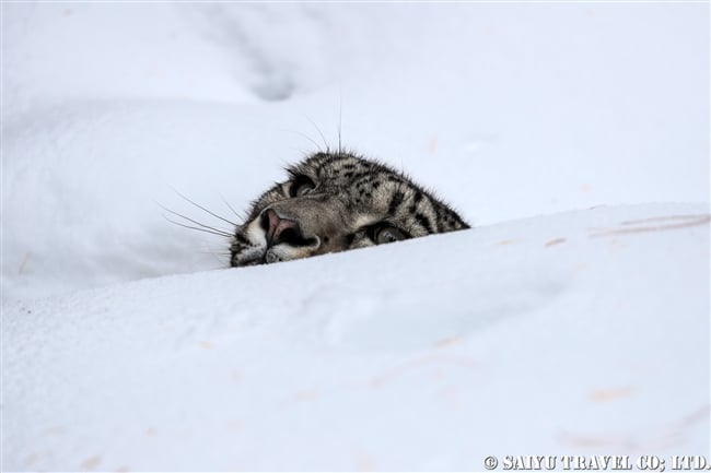 ユキヒョウのローリー　Snow Leopard Lolly Pakistan (2)