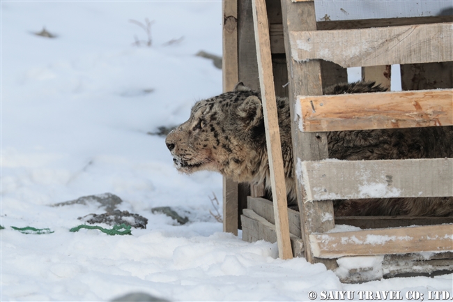 ミズガルのユキヒョウ　パキスタン　free a Snow Leopard from a cage Pakistan (3)