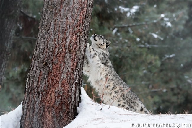 ユキヒョウのローリー　Snow Leopard Lolly Pakistan (7)