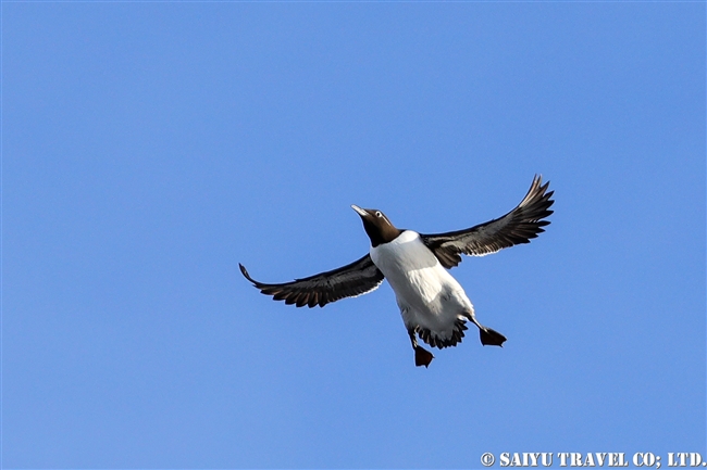 ウミガラス　Common Guillemot　Norway Vardo Hornoya (8)