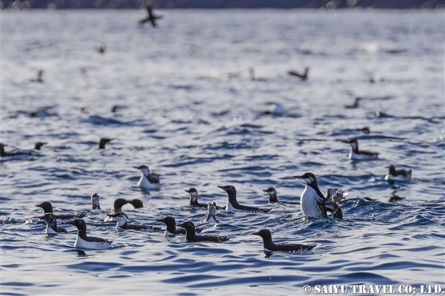 ウミガラス　Common Guillemot　Norway Vardo Hornoya (10)