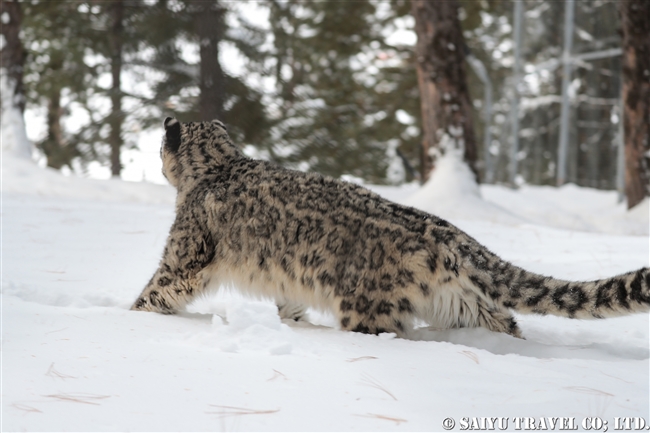 ユキヒョウのローリー　Snow Leopard Lolly Pakistan (39)