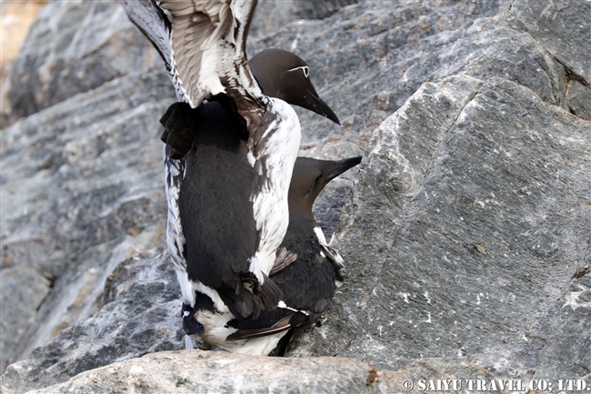 ウミガラス　Common Guillemot　Norway Vardo Hornoya (20)