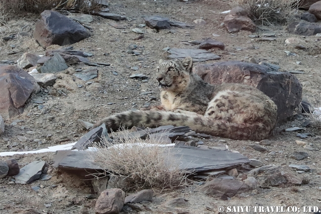 ミズガルのユキヒョウ　パキスタン　free a Snow Leopard from a cage Pakistan (17)