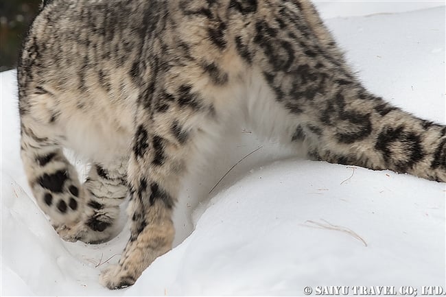 ユキヒョウのローリー　Snow Leopard Lolly Pakistan (21)