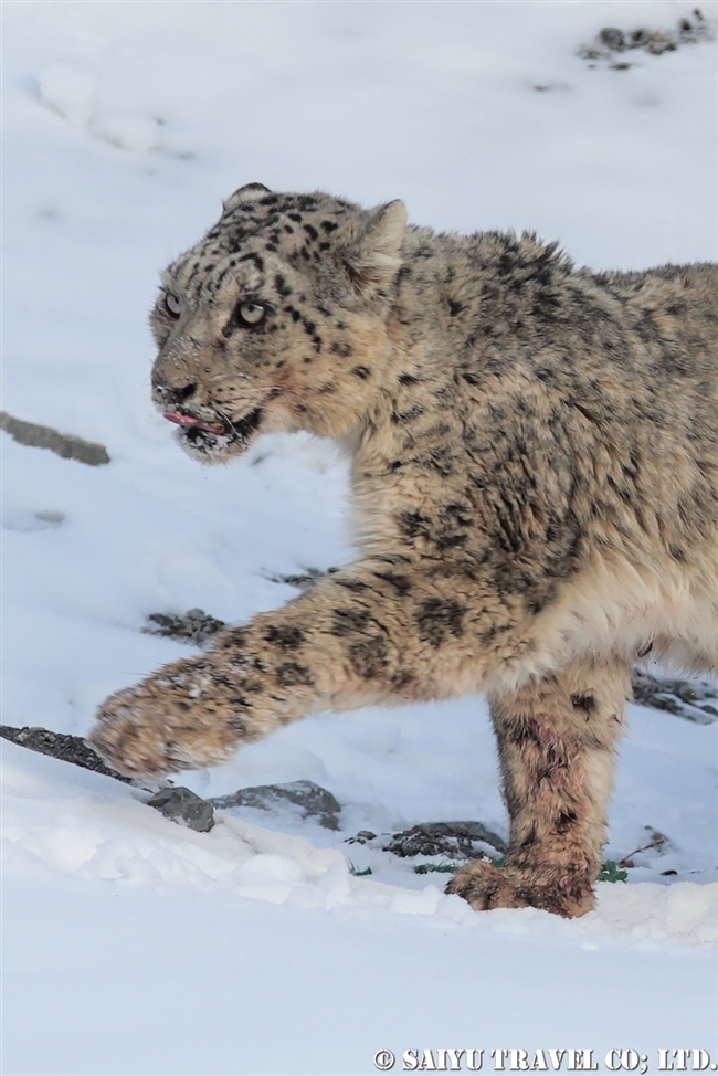ミズガルのユキヒョウ　パキスタン　free a Snow Leopard from a cage Pakistan (7)