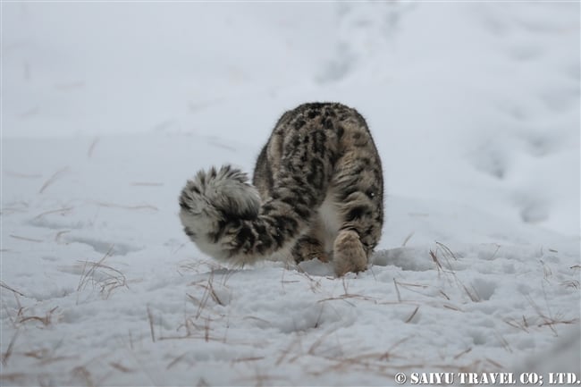 ユキヒョウのローリー　Snow Leopard Lolly Pakistan (11)