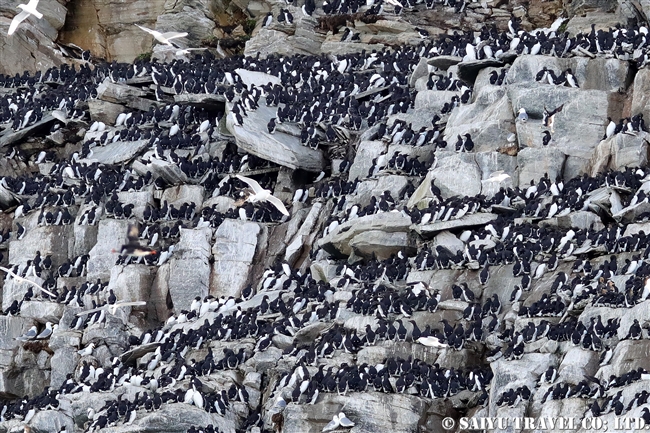 ウミガラス　Common Guillemot　Norway Vardo Hornoya (6)