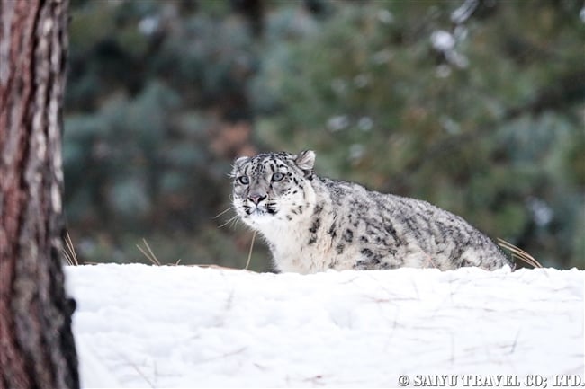 ユキヒョウのローリー　Snow Leopard Lolly Pakistan (5)