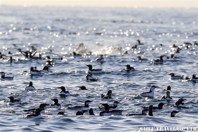 ウミガラス　Common Guillemot　Norway Vardo Hornoya (12)