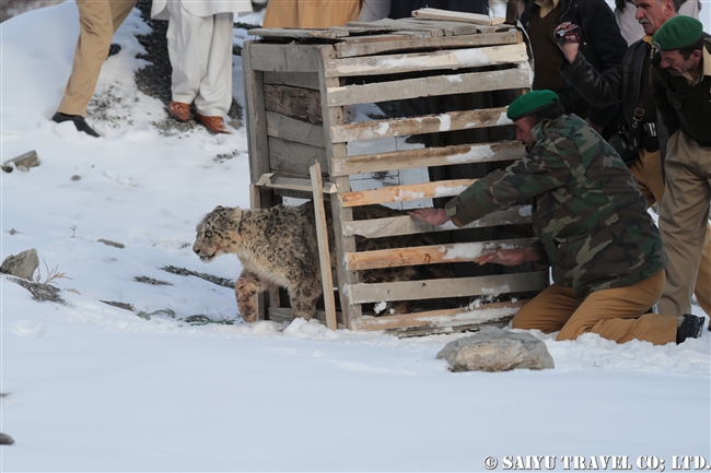 ミズガルのユキヒョウ　パキスタン　free a Snow Leopard from a cage Pakistan (5)