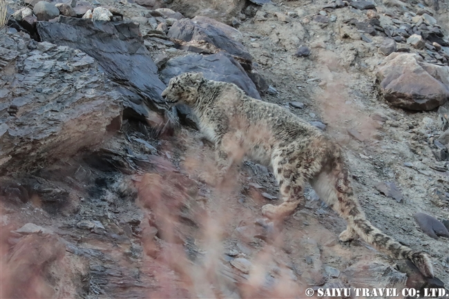 ミズガルのユキヒョウ　パキスタン　free a Snow Leopard from a cage Pakistan (15)