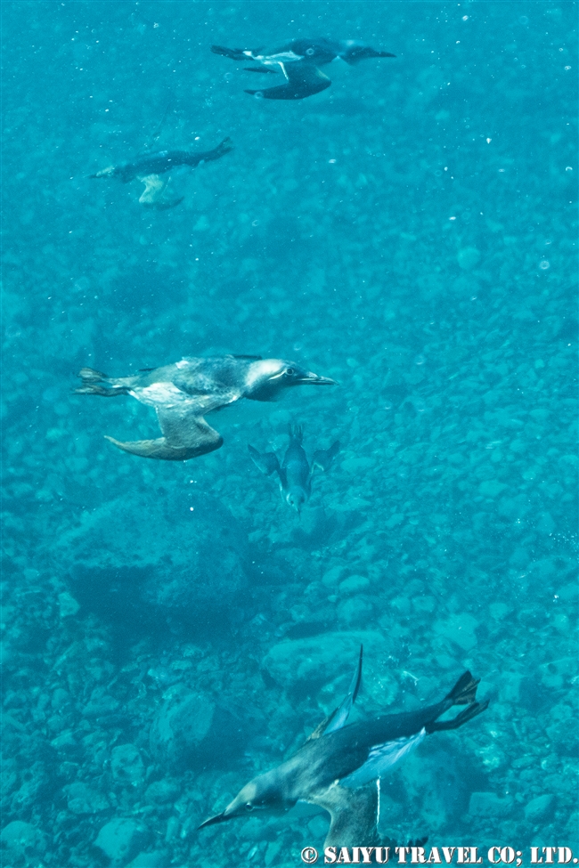 水中のウミガラス　Snorkeling with Guillemot (1)