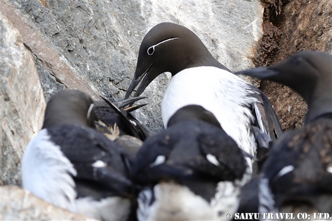 Bridled Guillemot