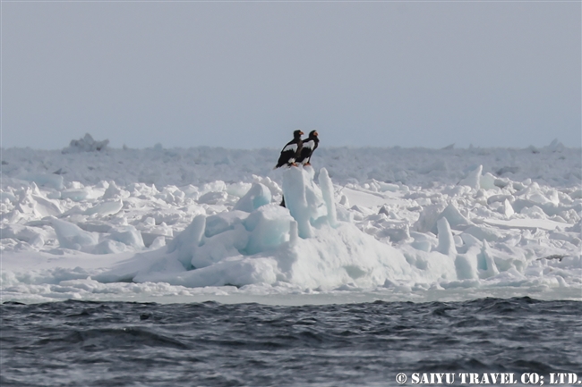 羅臼　流氷クルーズ　オオワシ　Rausu Drift Ice Cruise (16)