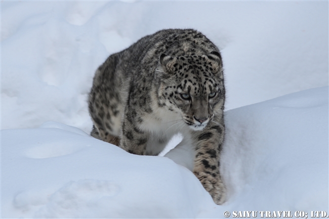 ユキヒョウのローリー　Snow Leopard Lolly Pakistan (46)