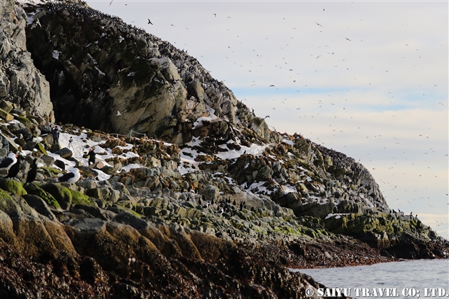 ウミガラス　Common Guillemot　Norway Vardo Hornoya (22)