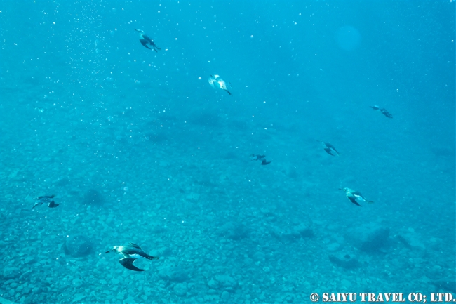 水中のウミガラス　Snorkeling with Guillemot (5)