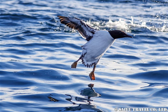 ウミガラス　Common Guillemot　Norway Vardo Hornoya (13)