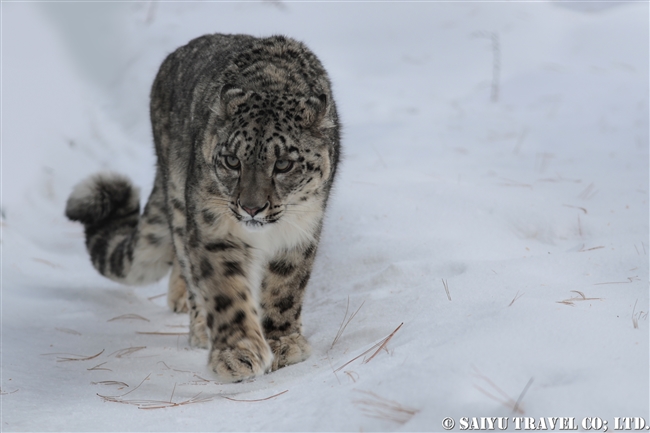 ユキヒョウのローリー　Snow Leopard Lolly Pakistan (34)