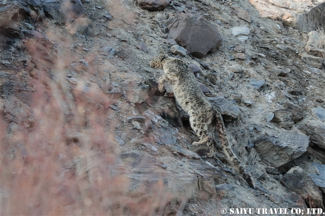 ミズガルのユキヒョウ　パキスタン　free a Snow Leopard from a cage Pakistan (14)