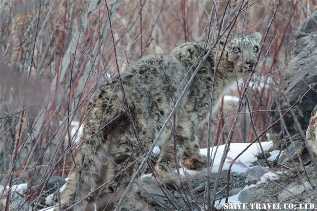 ミズガルのユキヒョウ　パキスタン　free a Snow Leopard from a cage Pakistan (12)