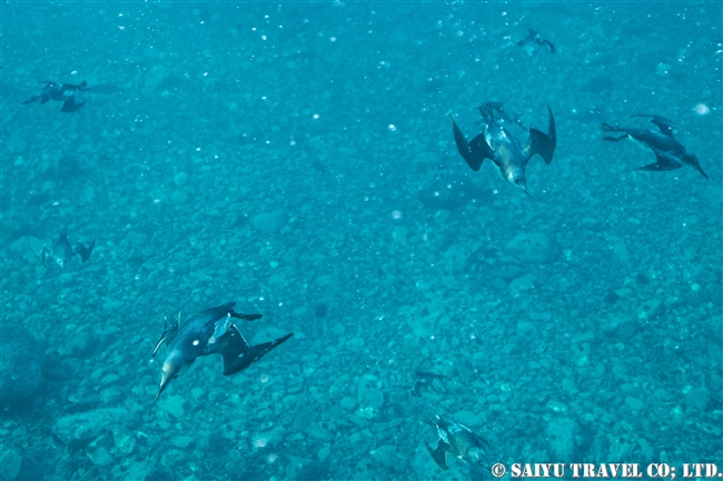 水中のウミガラス　Snorkeling with Guillemot (3)