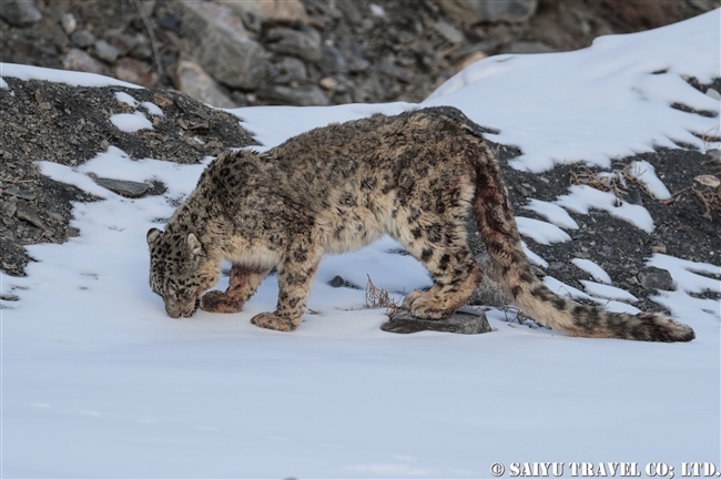ミズガルのユキヒョウ　パキスタン　free a Snow Leopard from a cage Pakistan (10)