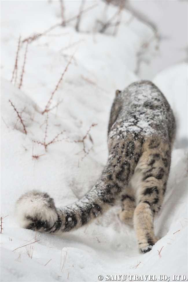 ユキヒョウのローリー　Snow Leopard Lolly Pakistan (28)